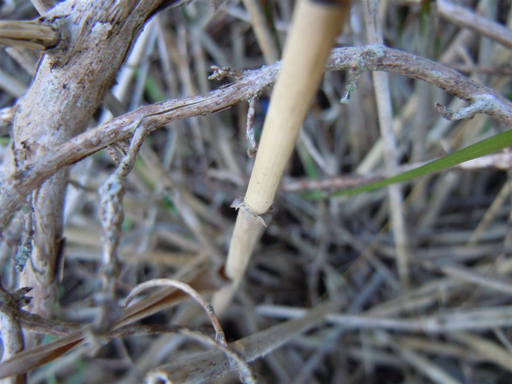 Pianta spazzola - Imperata cylindrica (L.) Raeusch.